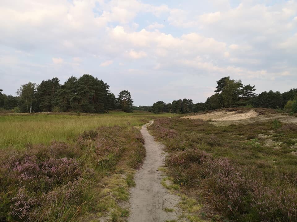 Morgens in der Heide - da war der Himmel mal etwas bedeckt und schon sah die Landschaft ganz anders aus.