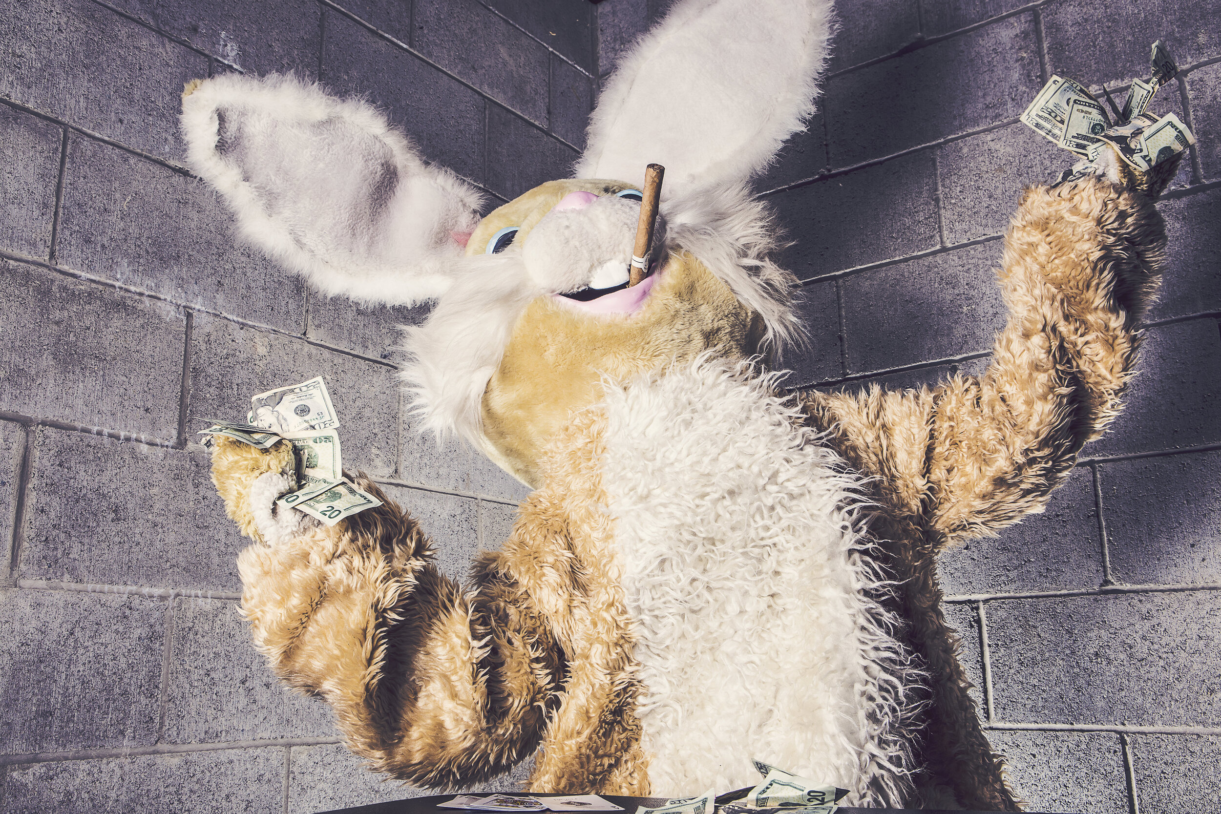 gratisography-bunny-man-cash.jpg
